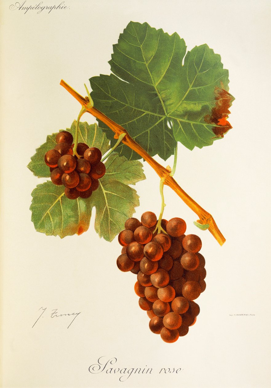 Savagnin Rose drue af J. Troncy af Jules Troncy
