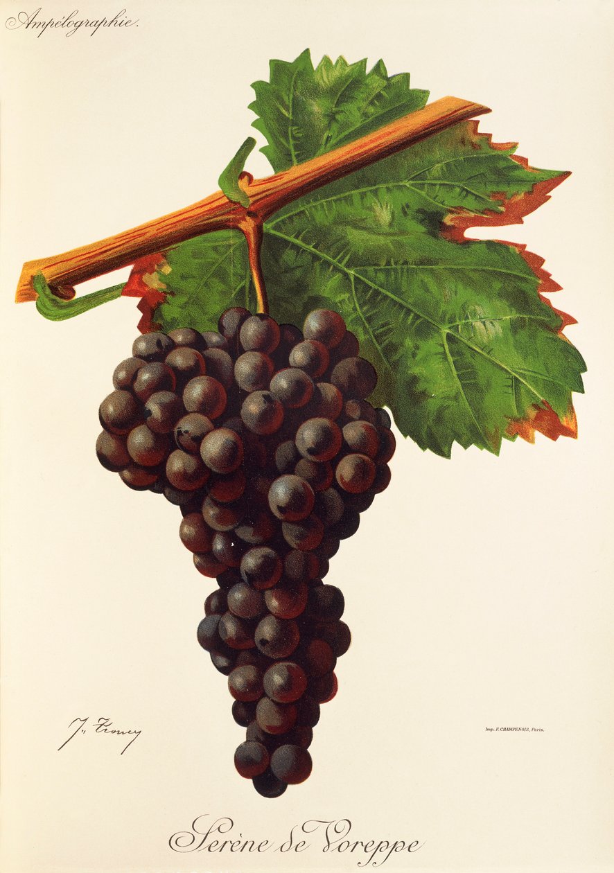 Serene de Voreppe drue af J. Troncy af Jules Troncy