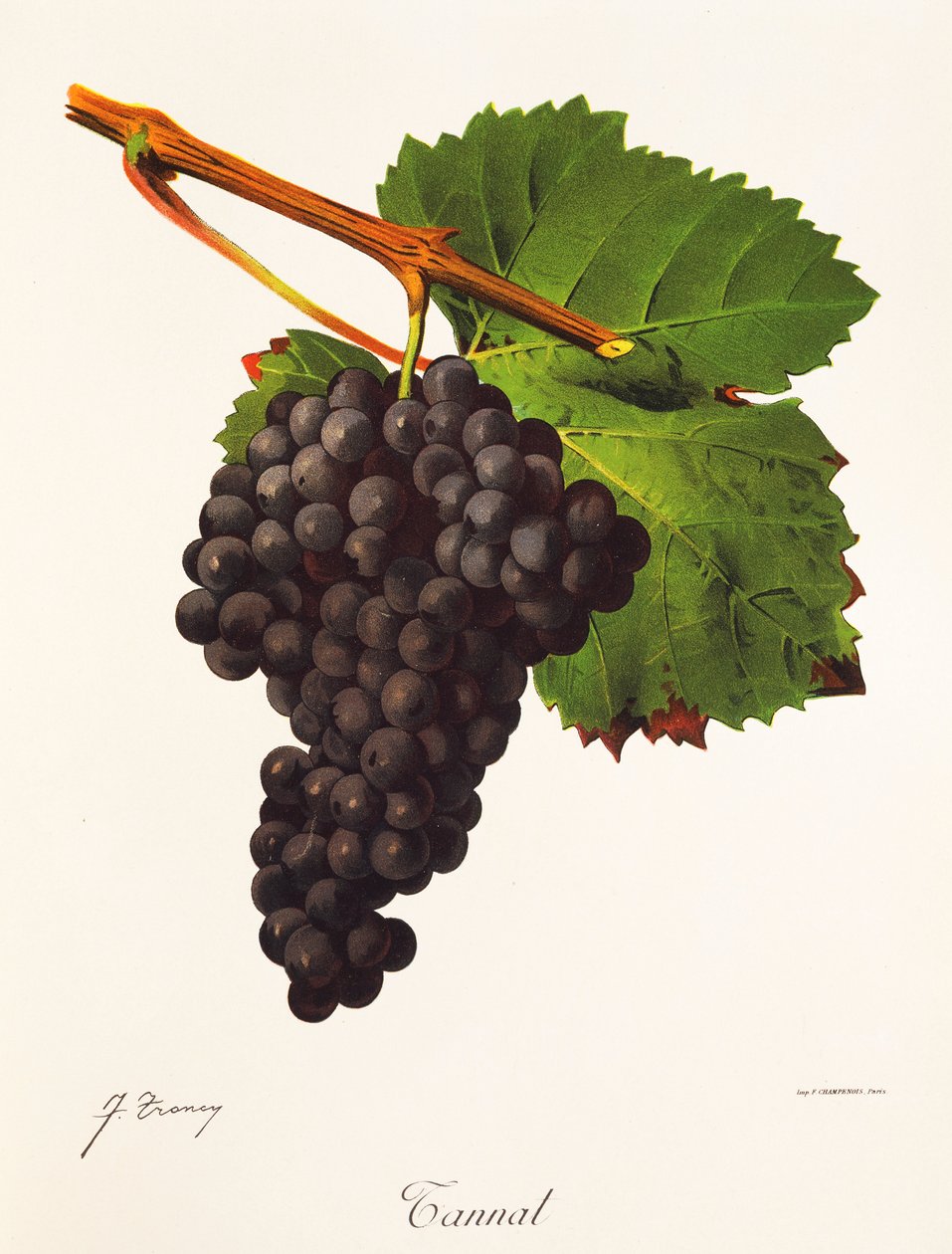 Tannat drue af J. Trncy af Jules Troncy
