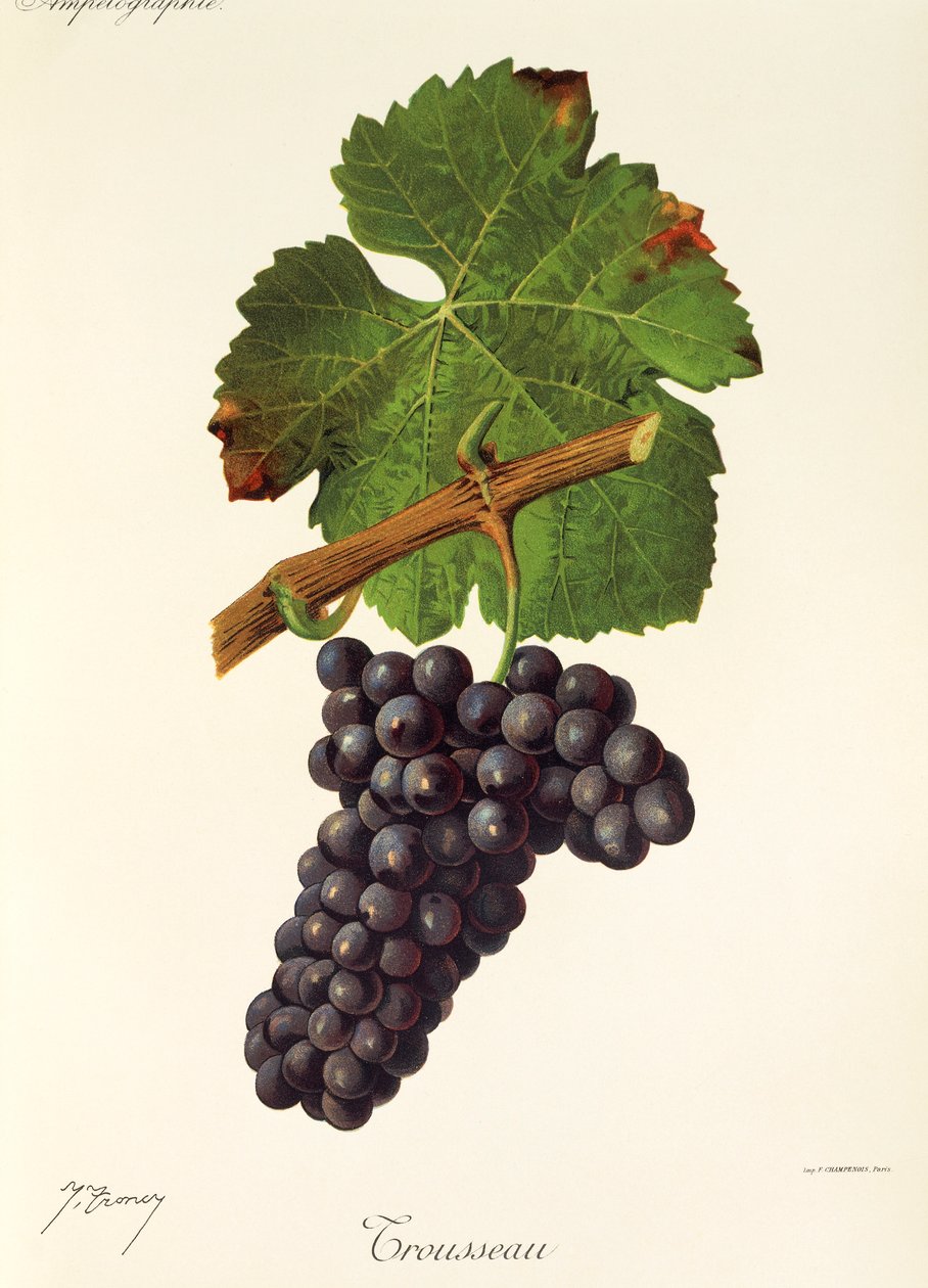 Trousseau drue af J. Troncy af Jules Troncy
