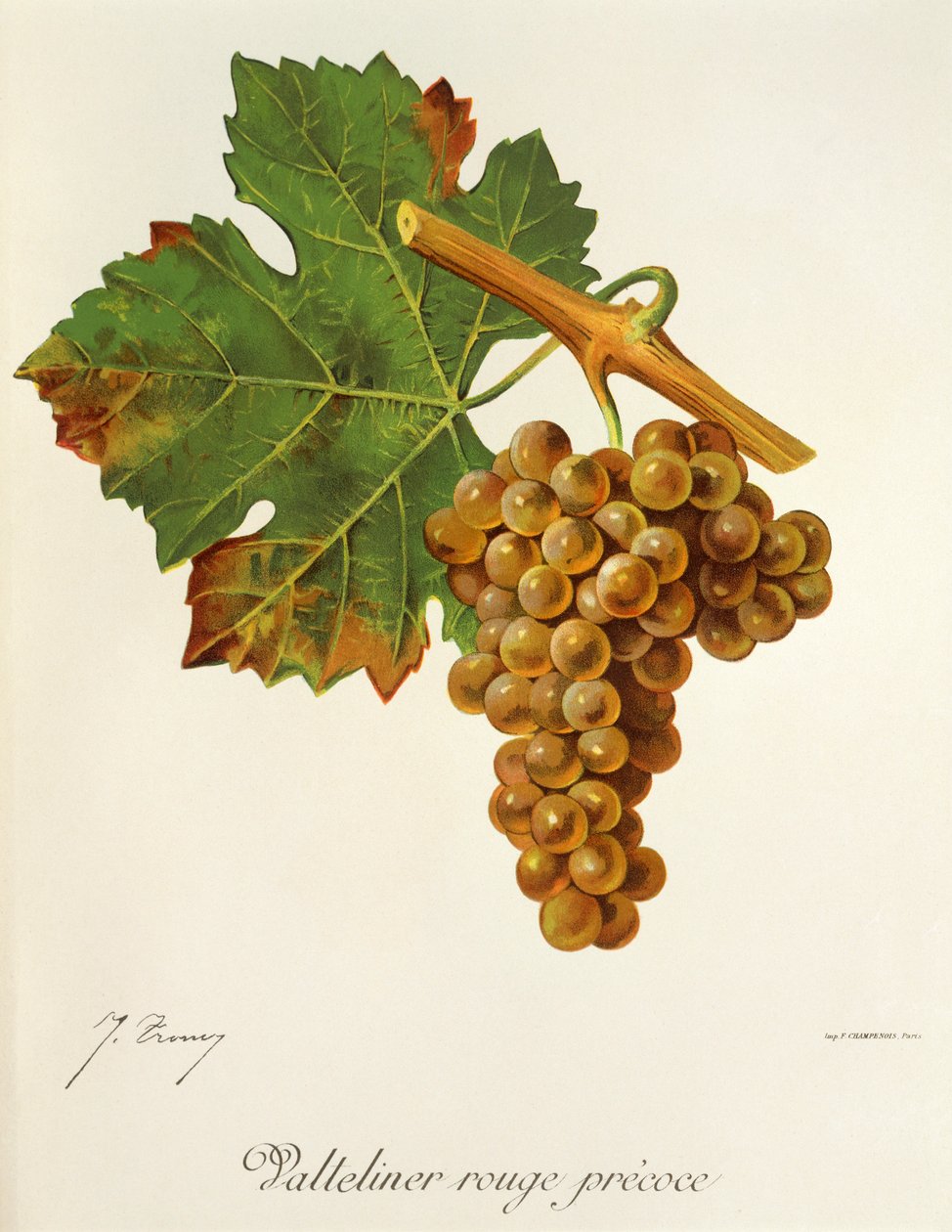 Valteliner Rouge Precoce drue af J. Troncy af Jules Troncy