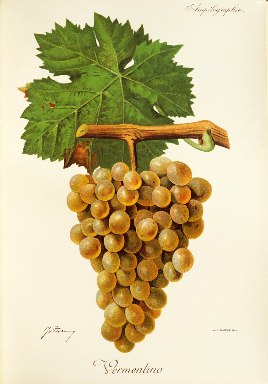 Vermentino drue af J. Troncy af Jules Troncy