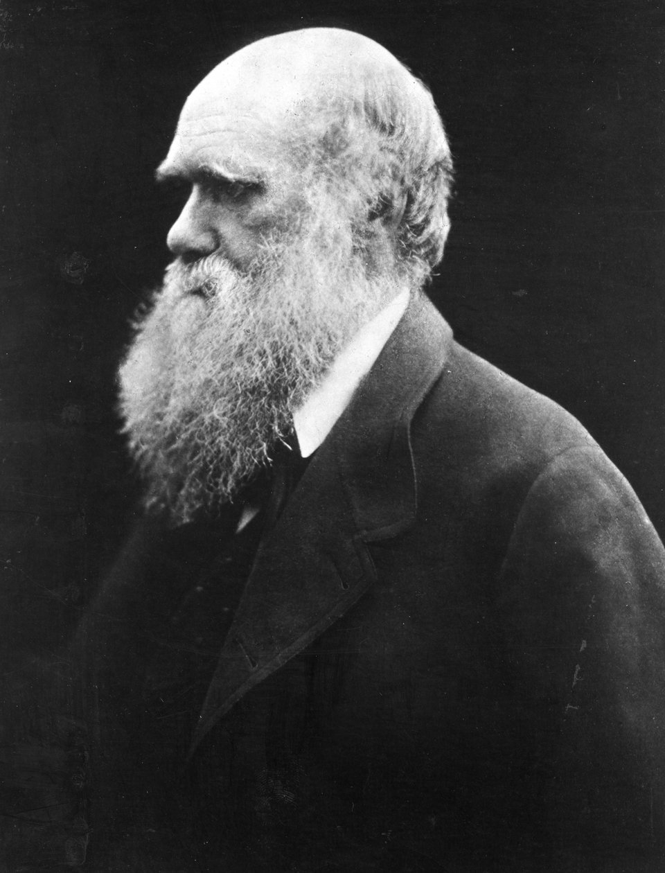 Charles Darwin, ca.1870 af Julia Margaret Cameron