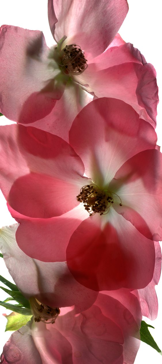 Alice Rose Trio, 2014, (digitalt fotogram, digitalt originaltryk) af Julia McLemore
