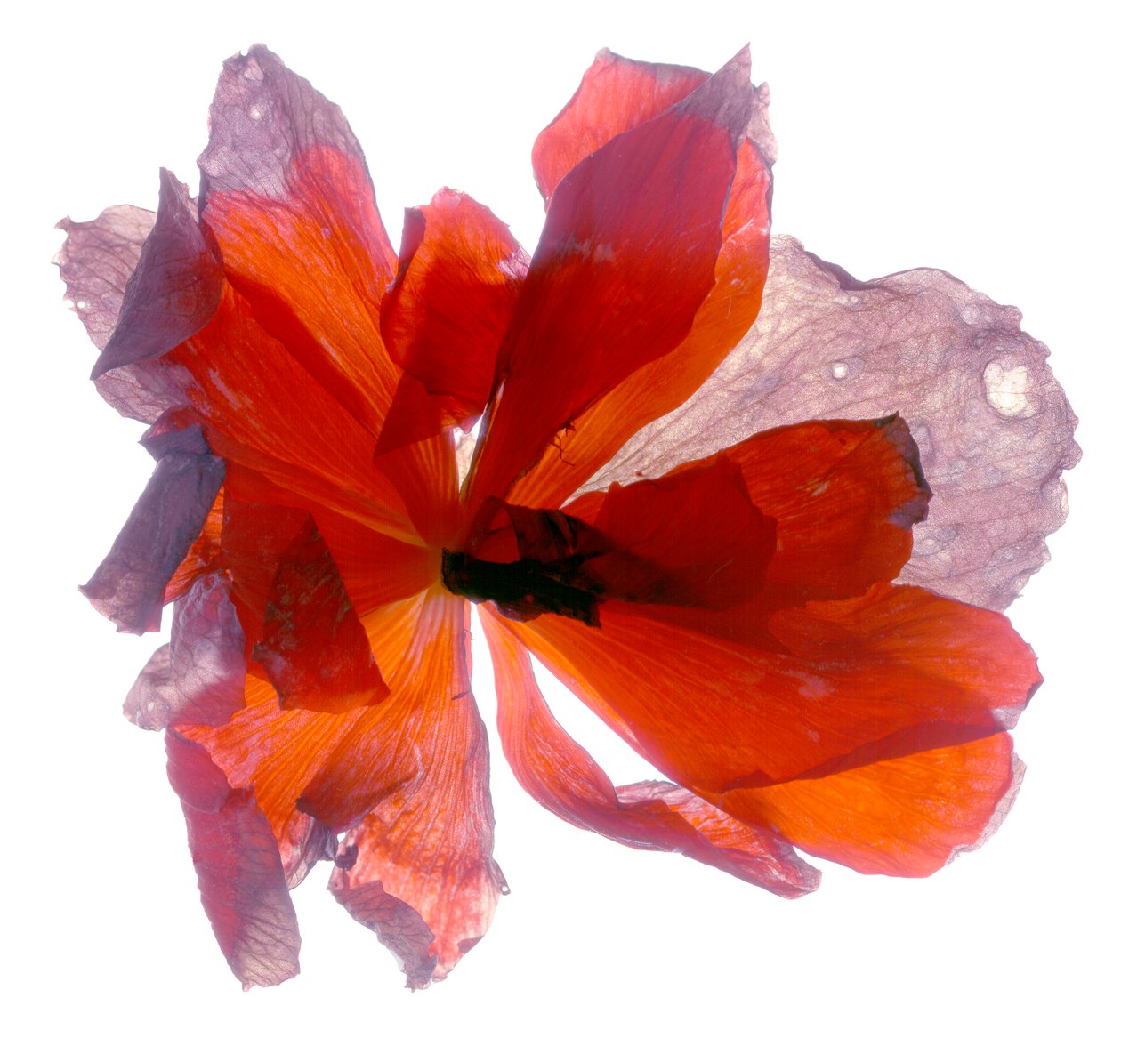 Begonia Round (digitalt fotogram, digitalt originaltryk) af Julia McLemore