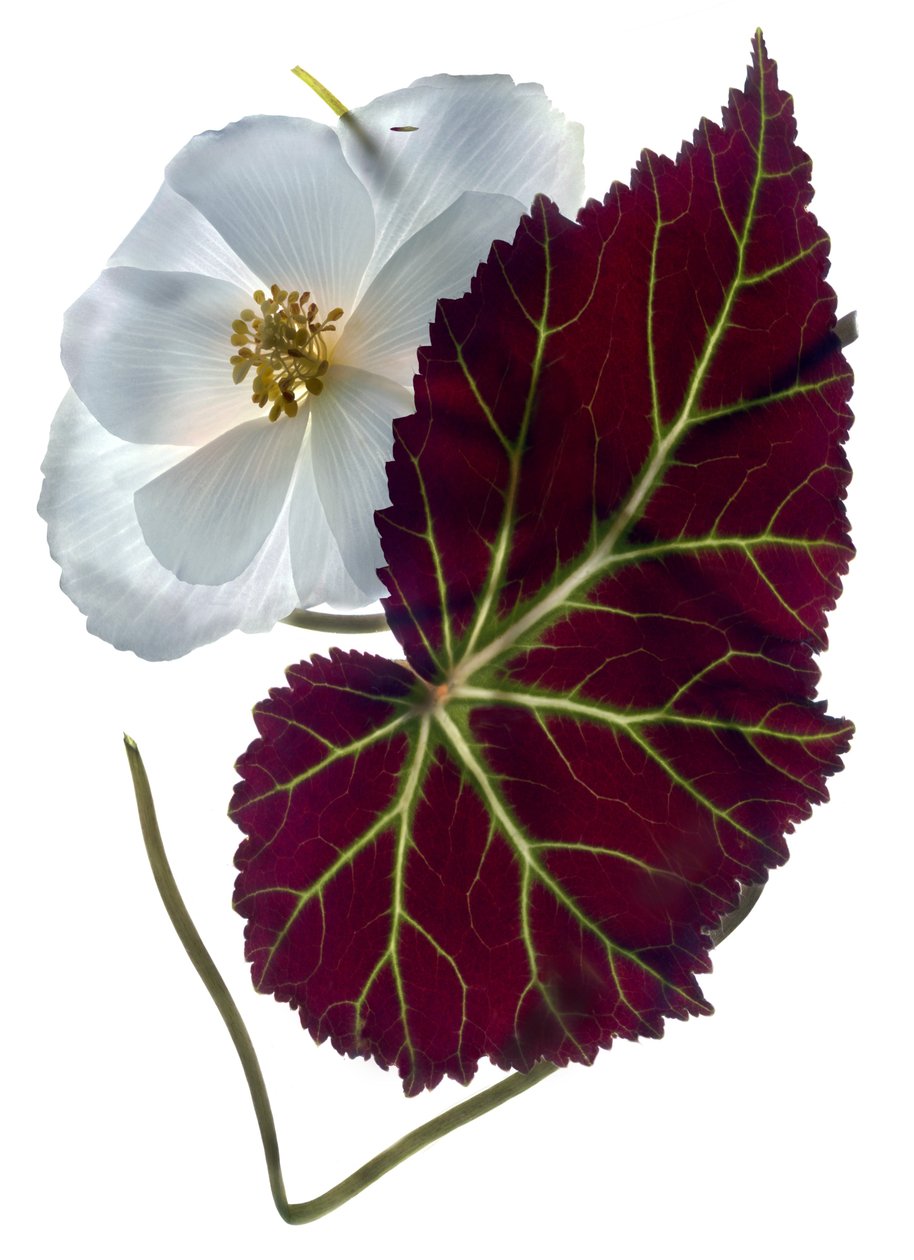 Begonia White (digitalt fotogram, digitalt originaltryk) af Julia McLemore