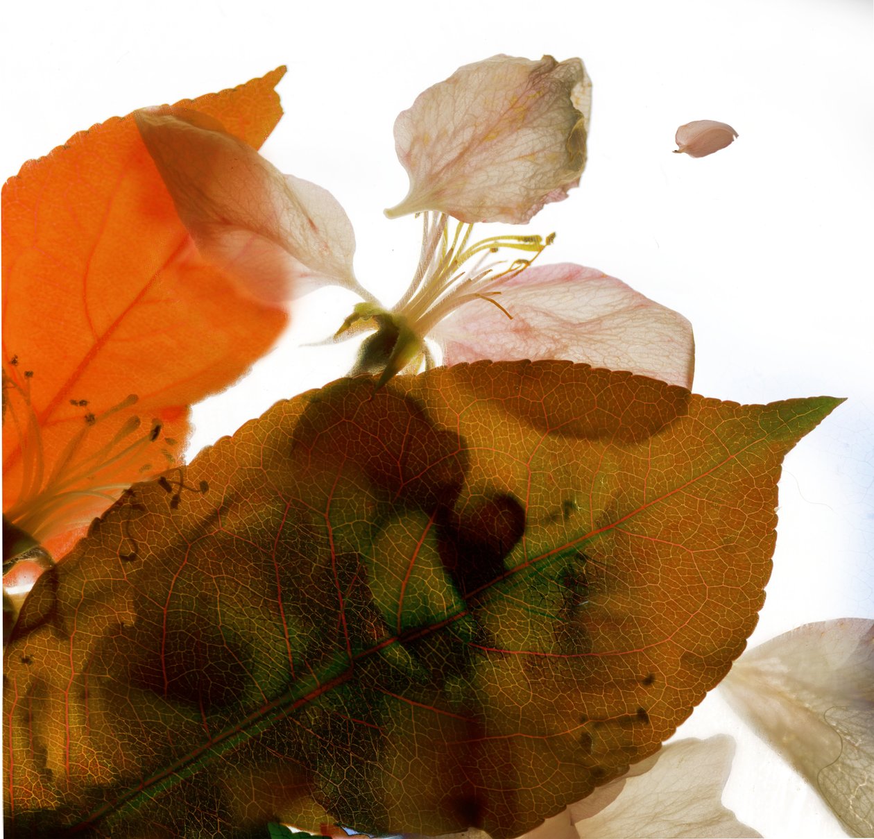 Crabapple Rose I, 2014, (digitalt fotogram, digitalt originaltryk) af Julia McLemore