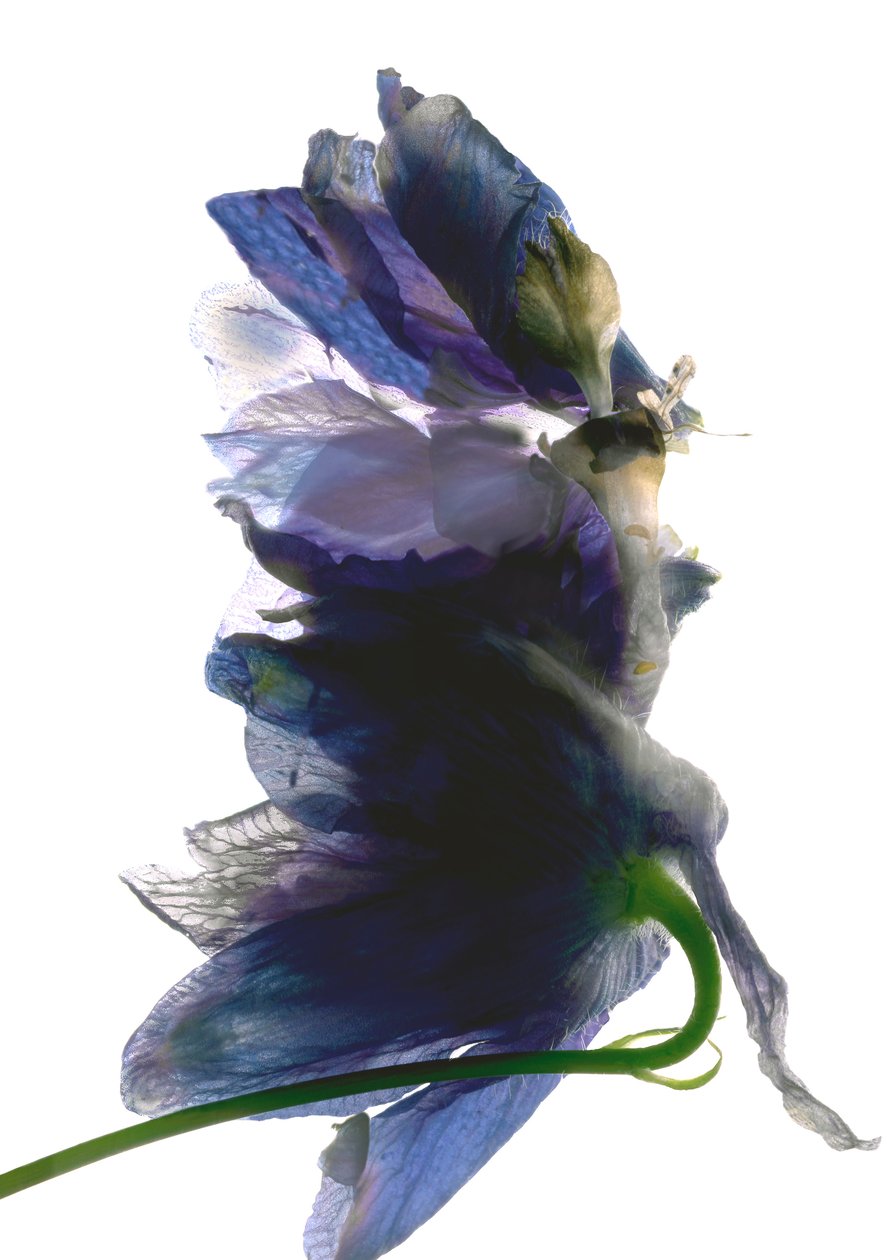 Delphinium Dance, 2009, (digitalt fotogram, digitalt originaltryk) af Julia McLemore