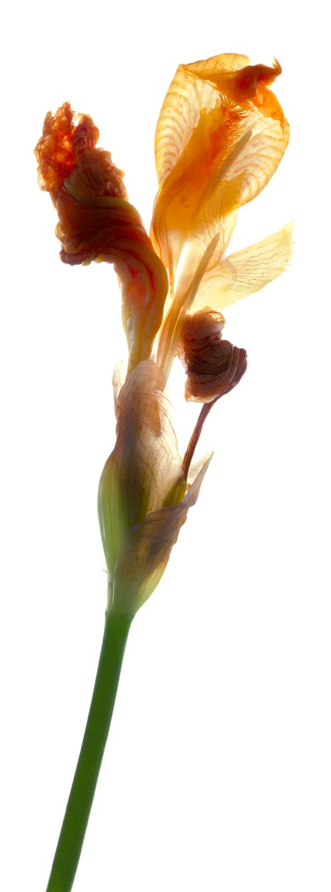 Iris Yellow, 2011, (digitalt fotogram, digitalt originaltryk) af Julia McLemore