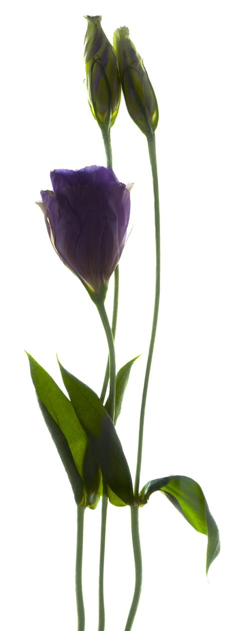 Lisianthus Duo (digitalt fotogram, digitalt originaltryk) af Julia McLemore