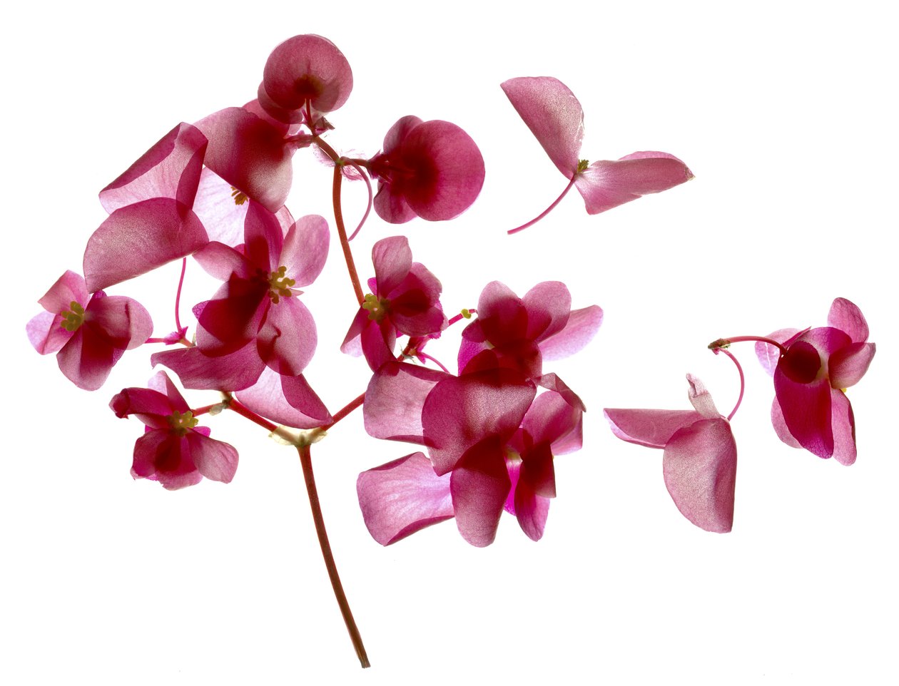 Pink Begonia I (digitalt fotogram, digitalt originaltryk) af Julia McLemore