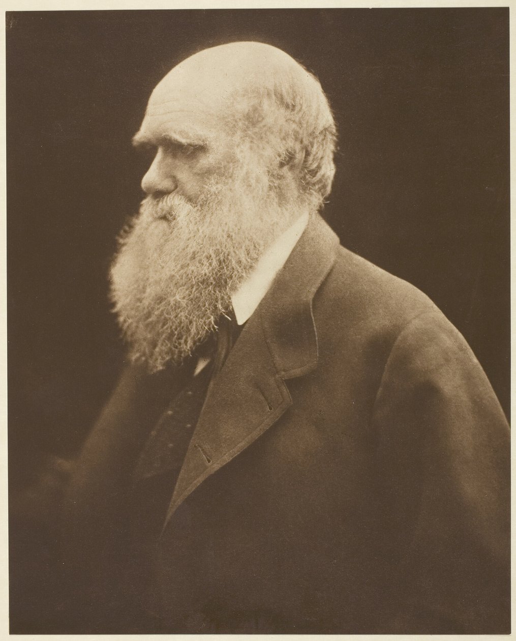 Charles Darwin af Julia Margaret Cameron
