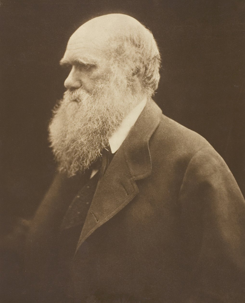 Charles Darwin, ca. 1868, trykt 1875. af Julia Margaret Cameron