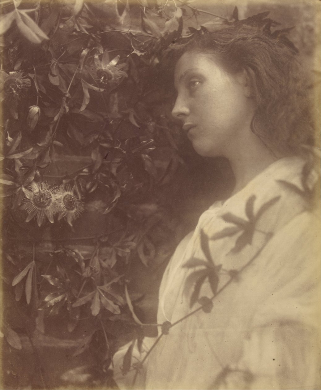 Maud "Der er faldet en pragtfuld tåre fra passionsblomsten ved porten" af Julia Margaret Cameron