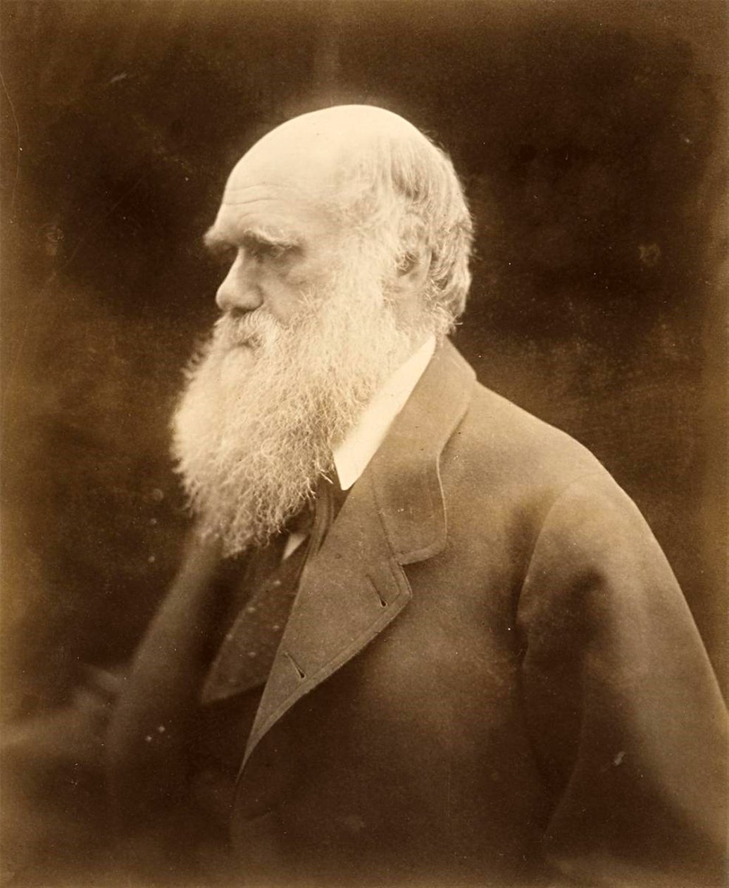 Portræt af Charles Darwin, 1868 af Julia Margaret Cameron