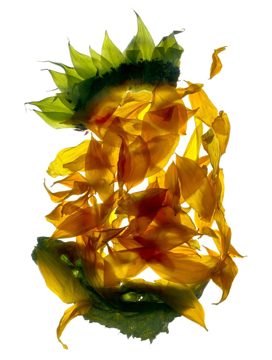 Chiquita Sunflower (digitalt fotogram, digitalt originaltryk) af Julia McLemore