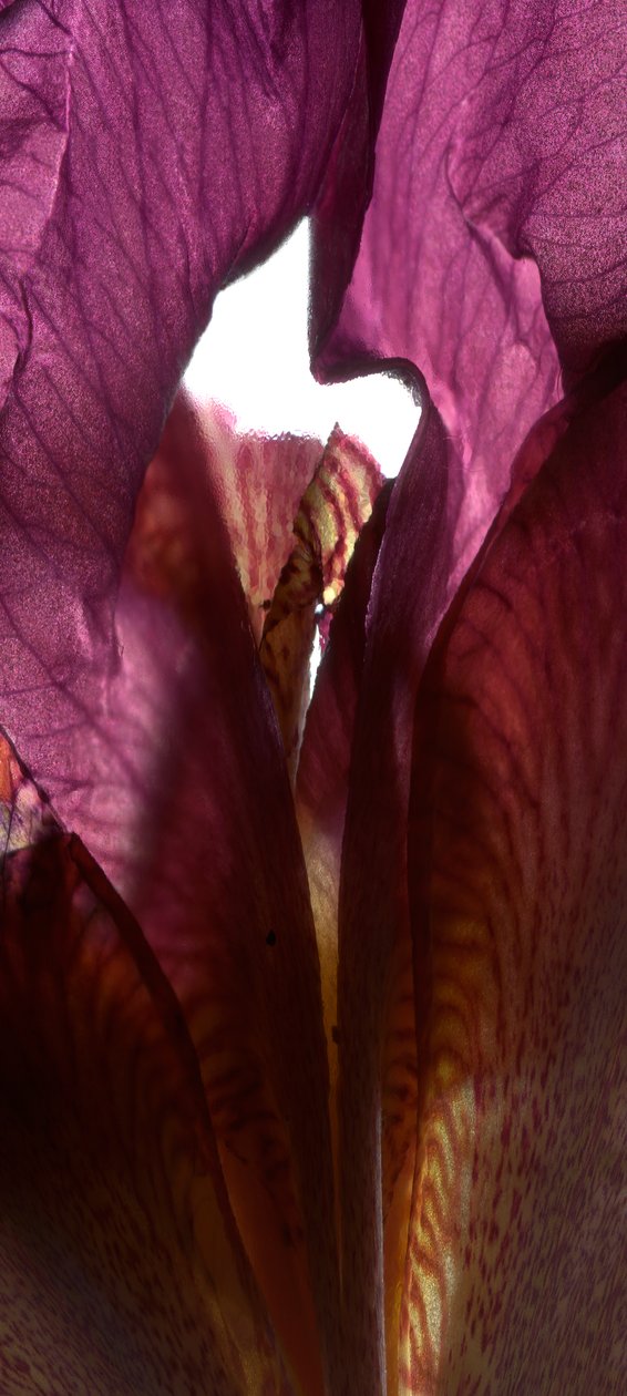 Iris Shrine Purple, 2011, (digitalt fotogram, digitalt originaltryk) af Julia McLemore