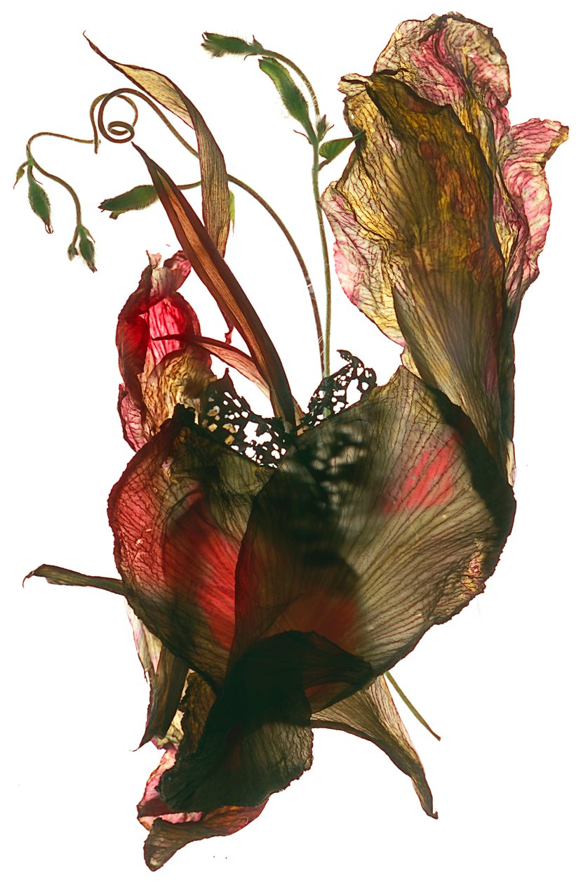 Morning Glory Canna Heart, 2012, (digitalt fotogram) af Julia McLemore