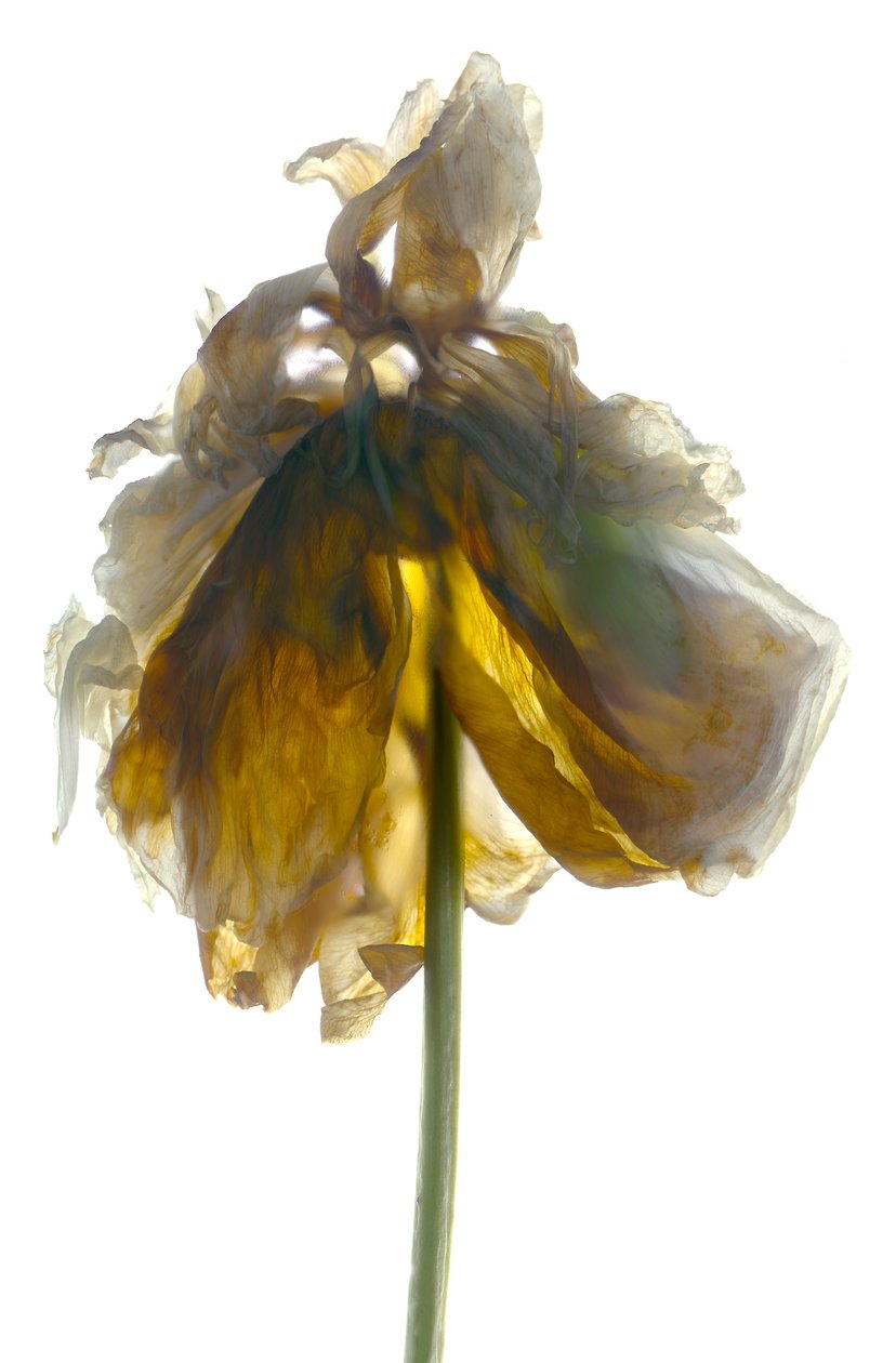 Peony Stand White (digitalt fotogram, digitalt originaltryk) af Julia McLemore