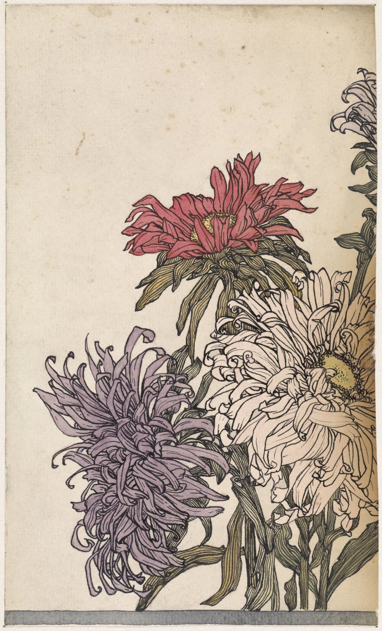 Krysantemum af Julie de Graag