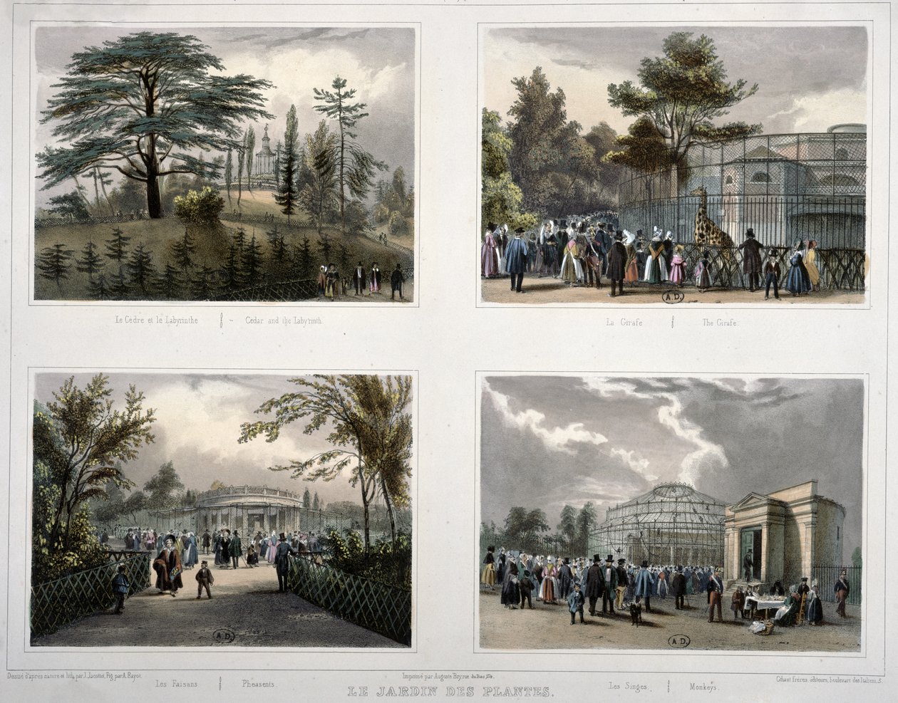 Jardin des Plantes i Paris: Ceder og labyrinten, giraffen, fasaner, aber af Jean Jacottet