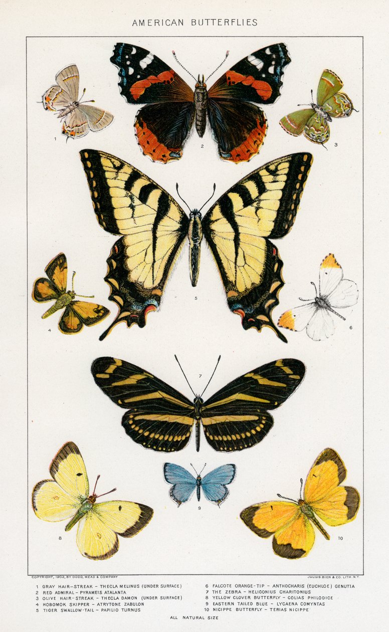 American Butterflies af Julius Bien af Julius Bien