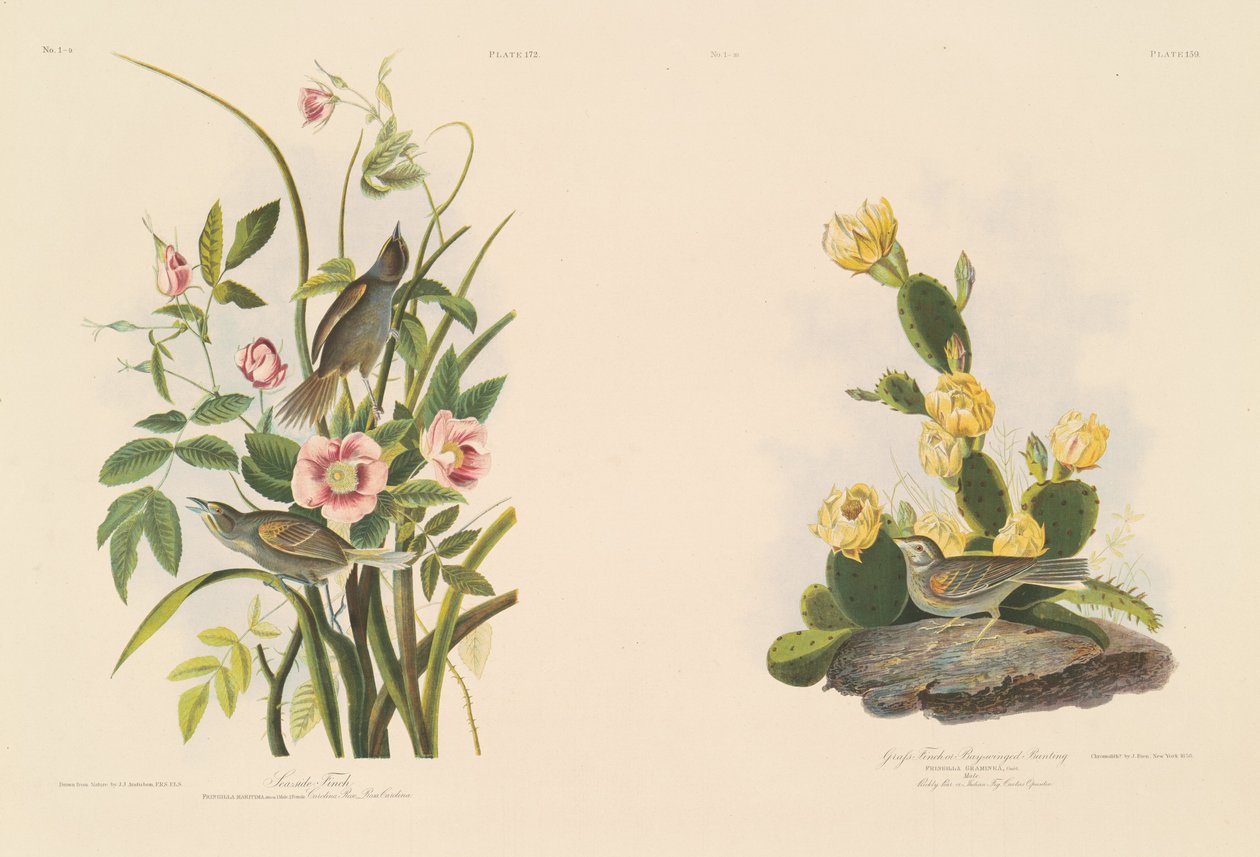 Strandfink; og Graffinke eller Bay-Winged Bunting af Julius Bien after John James Audubon