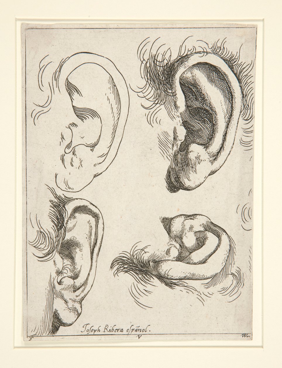 Studier af fire ører af Jusepe de Ribera