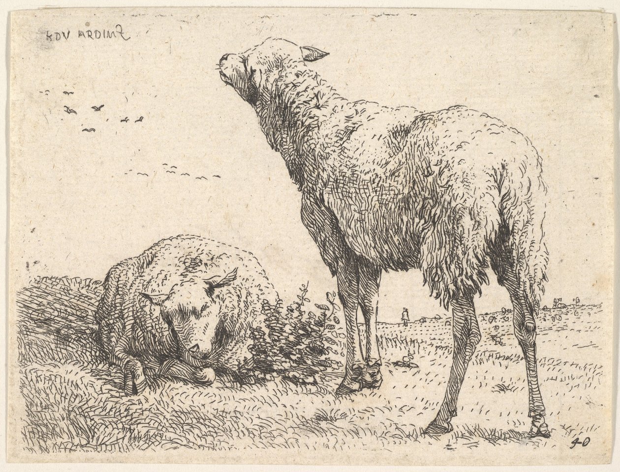 To får, det ene vist forfra i liggende stilling med benene foldet nedenunder..., ca. 1655. af Karel Du Jardin