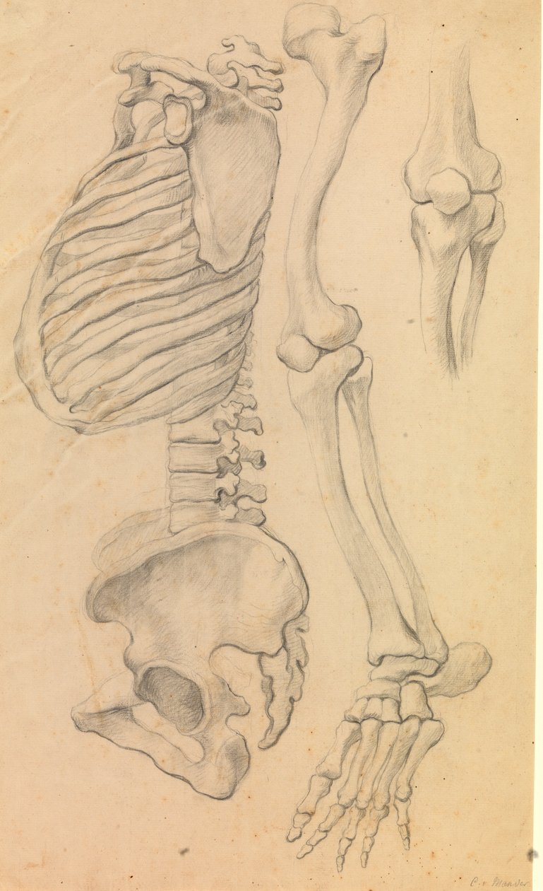 Rygrad med brystkasse og bækken, profil mod venstre; desuden knogler af et venstre ben fra hofte til tåspidsen og detalje af et knæ. (1662?). af Karel van III Mander