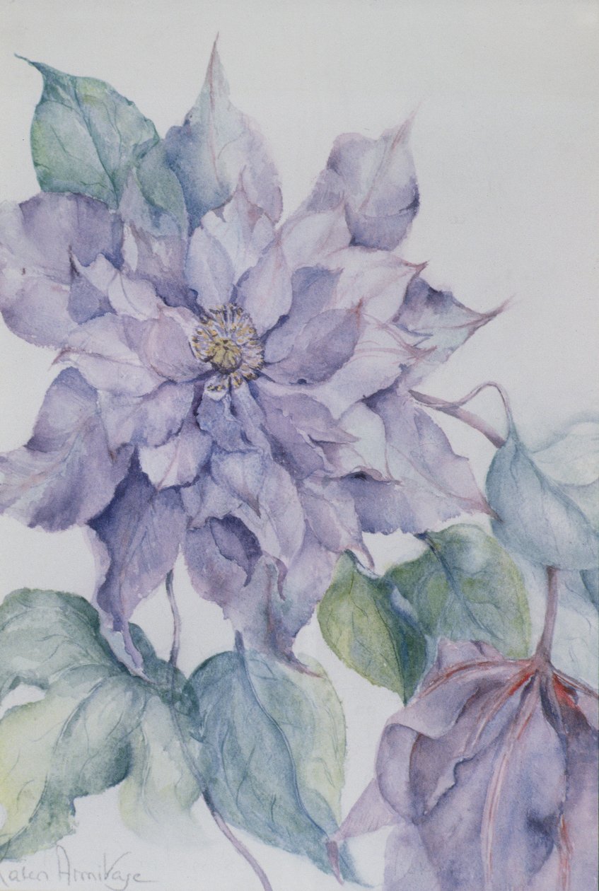 Clematis, Lord Neville af Karen Armitage