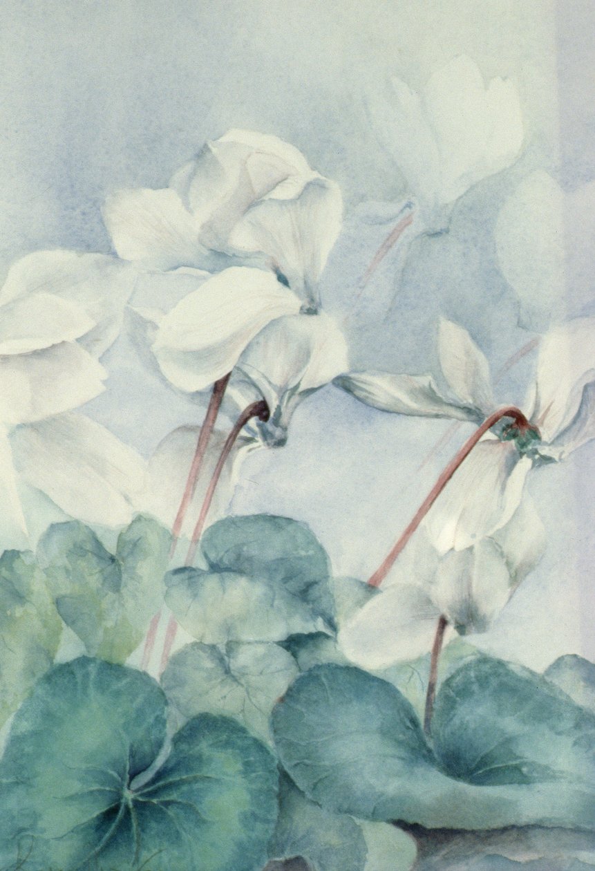 Cyclamen, Triumph White af Karen Armitage