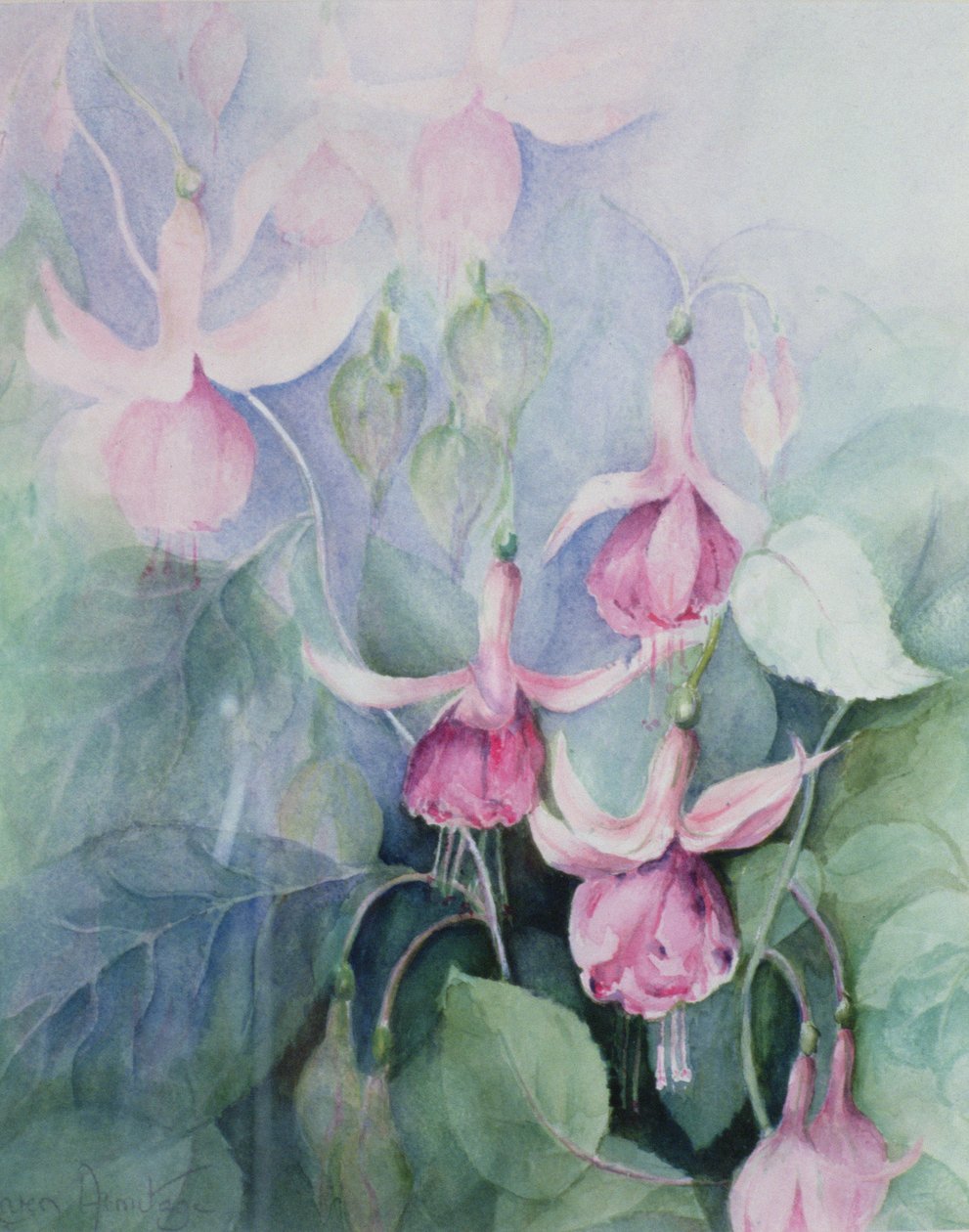 Fuschia, lyserød kusk af Karen Armitage