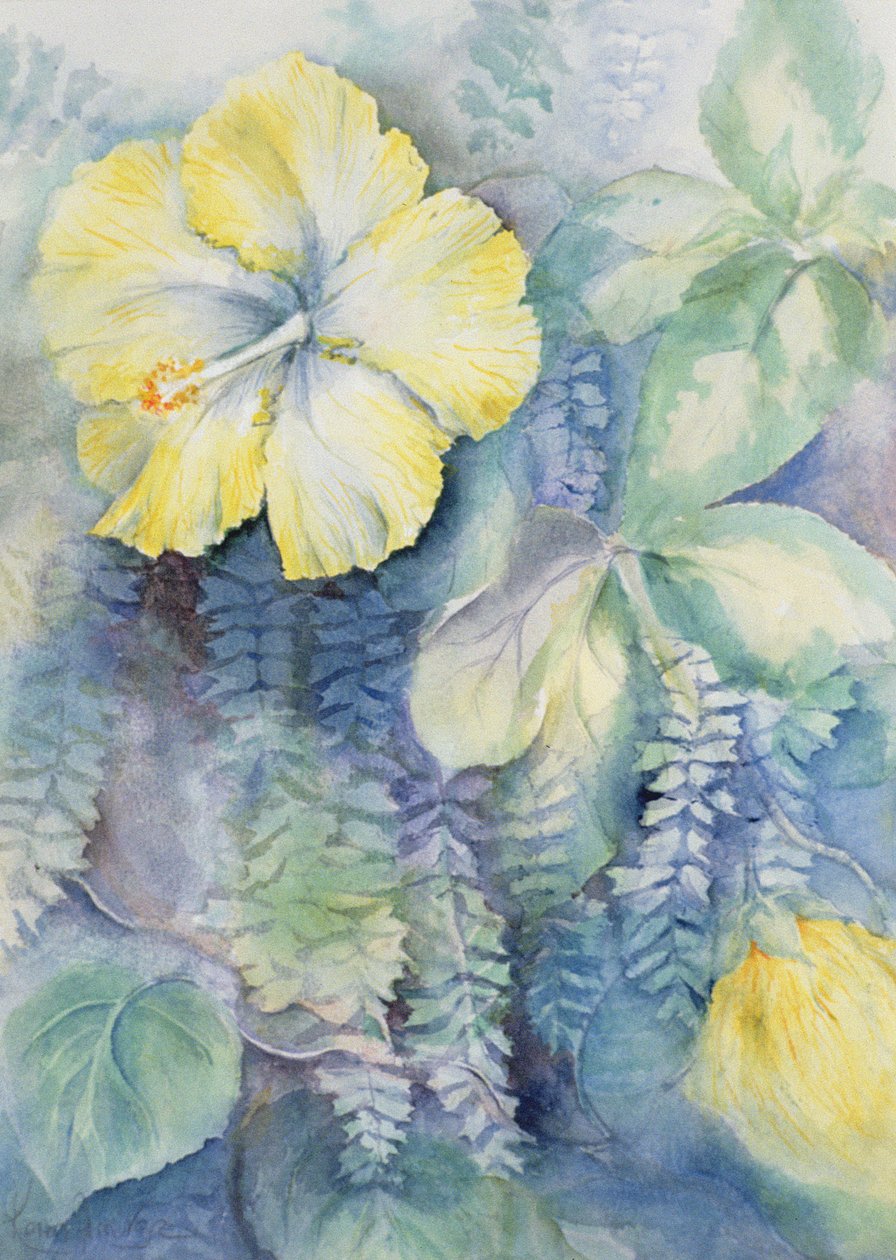 Hibiscus, gul af Karen Armitage