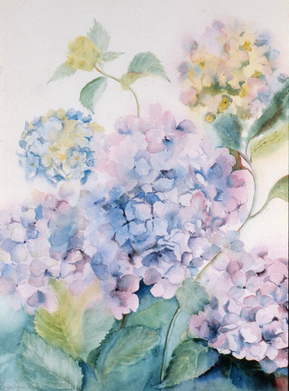 Hortensia, Blue Wave I af Karen Armitage