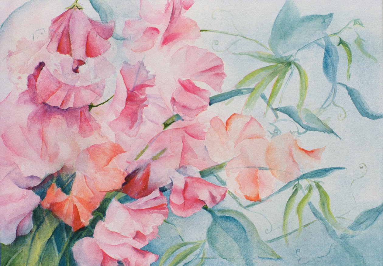 Lathyrus Odoratus, sød ært (vandret) af Karen Armitage