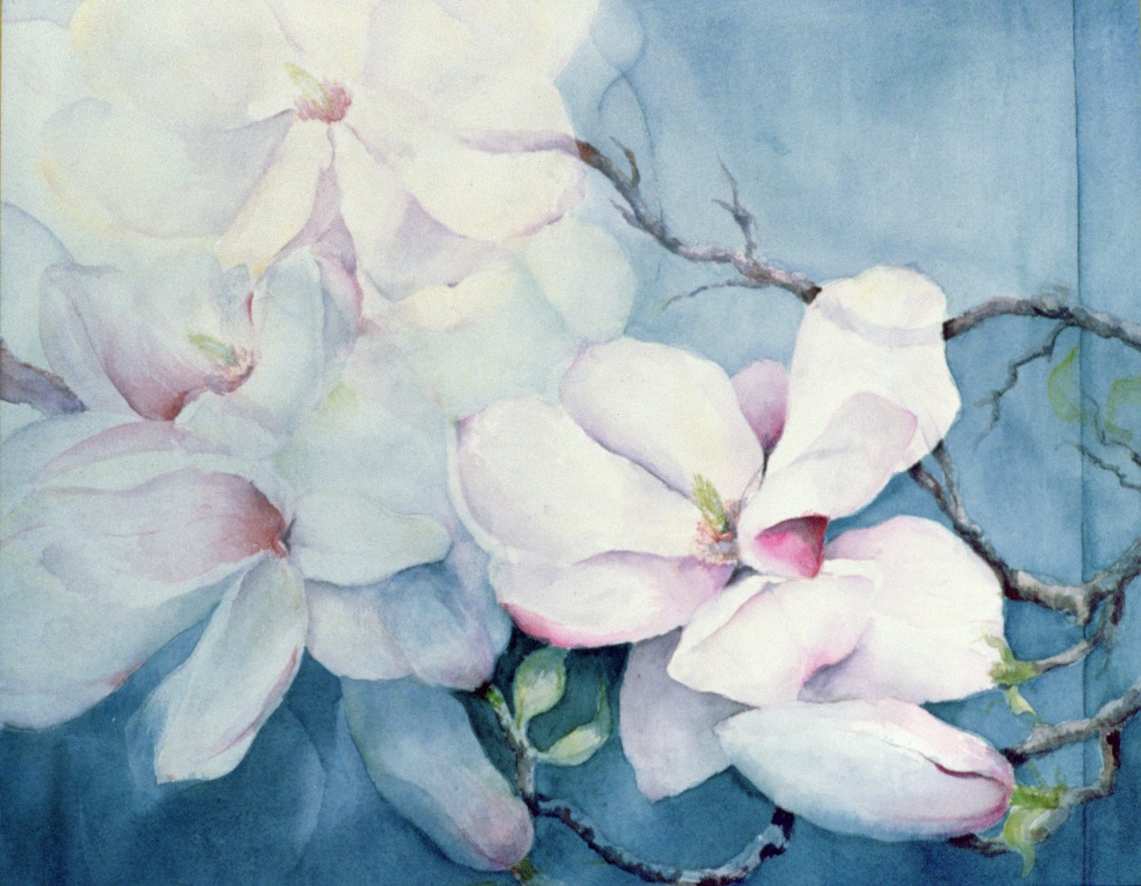 Magnolia Soulangeana (vandret) af Karen Armitage