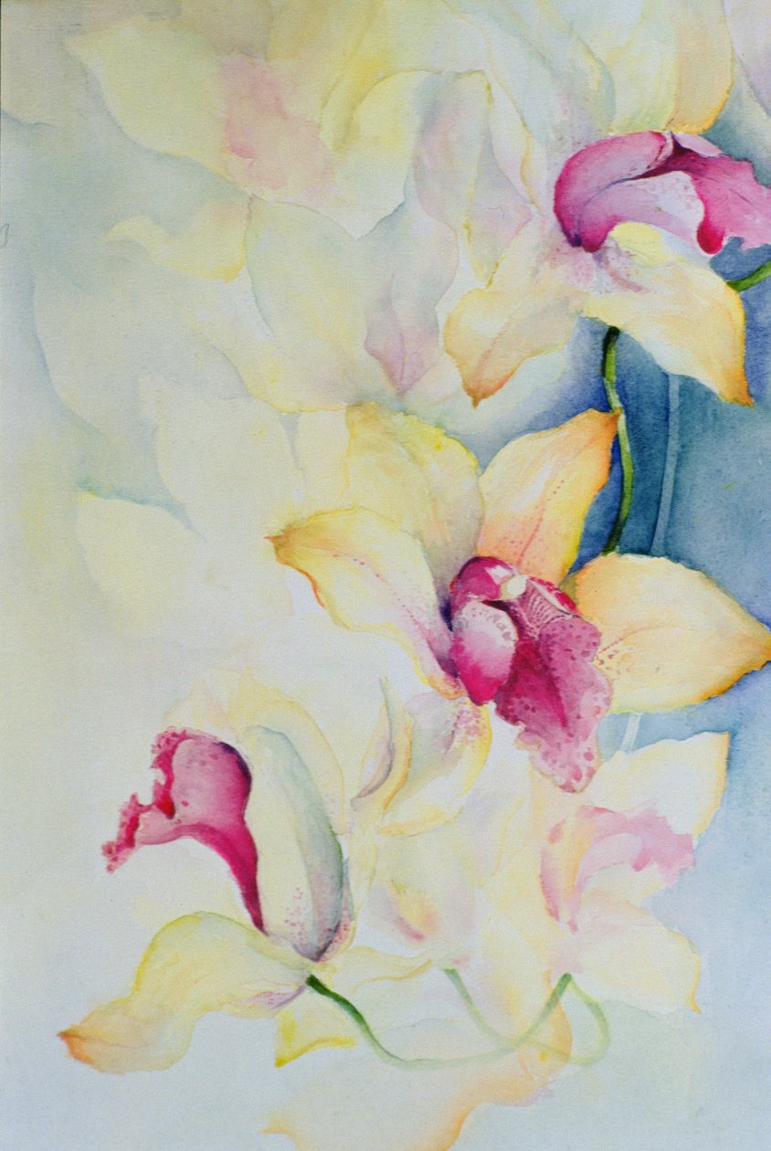 Orkidé, Cymbidium, Prins Charles af Karen Armitage