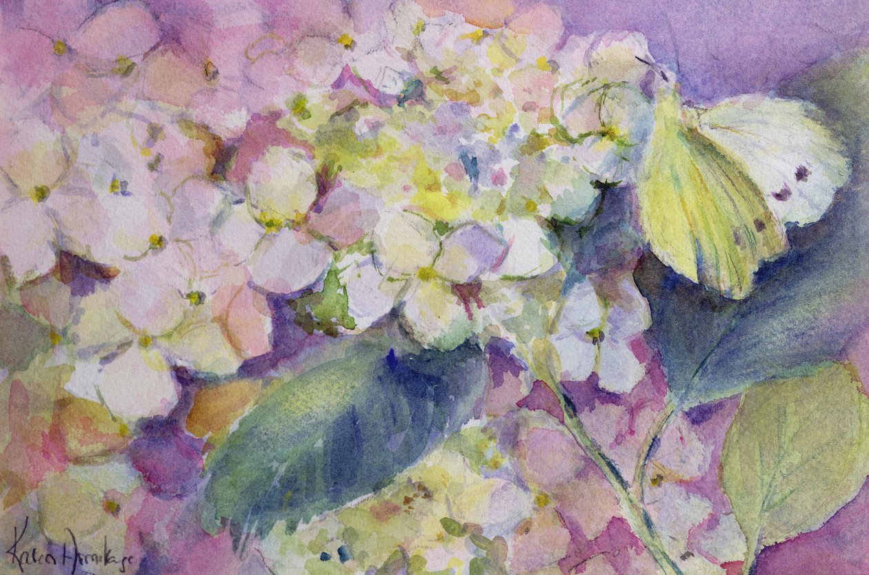 Bleg skyet gul sommerfugl, Colias Hyale på hortensia af Karen Armitage