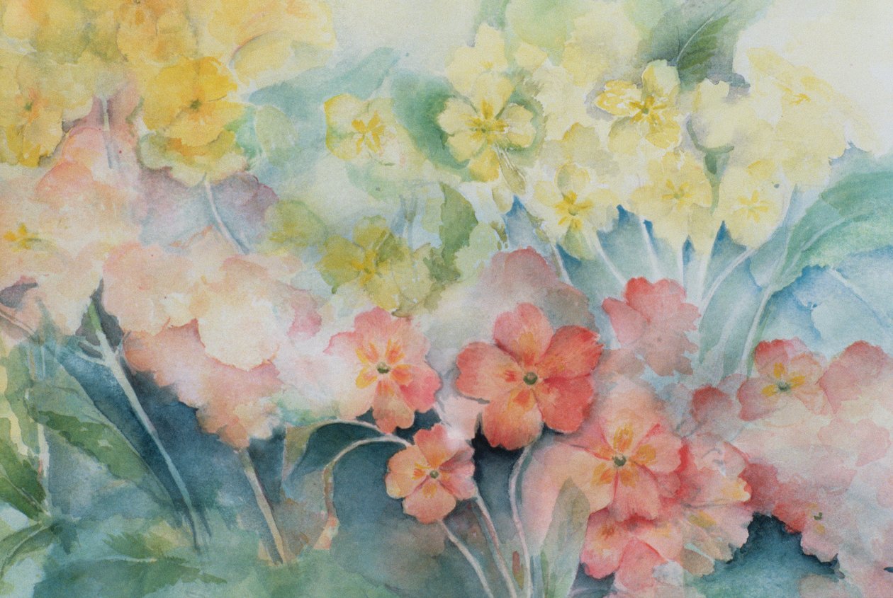 Polyanthus, blandede hybrider af Karen Armitage
