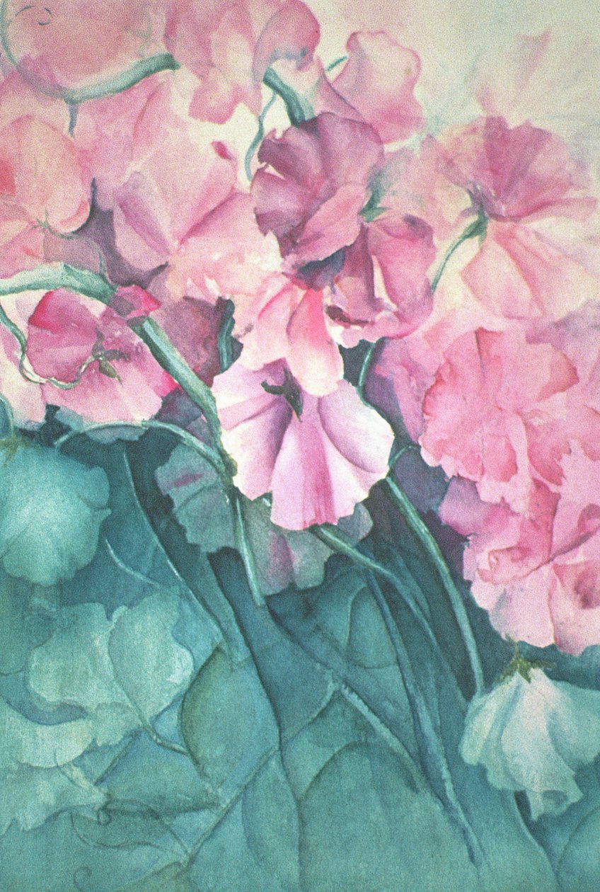 Søde ærter, Pink Pride (lodret) af Karen Armitage