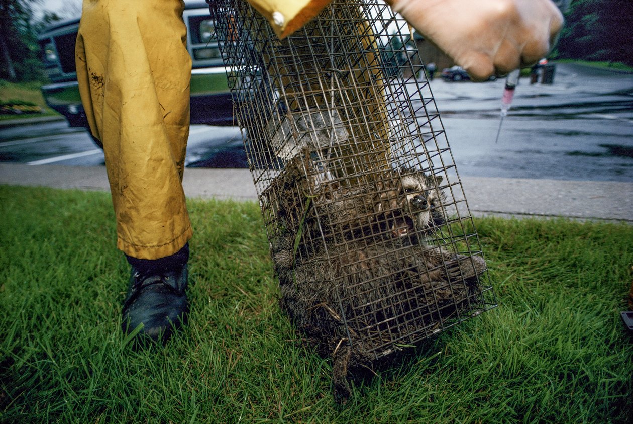 Rabiesvaccination, 2005 (foto) af Karen Kasmauski