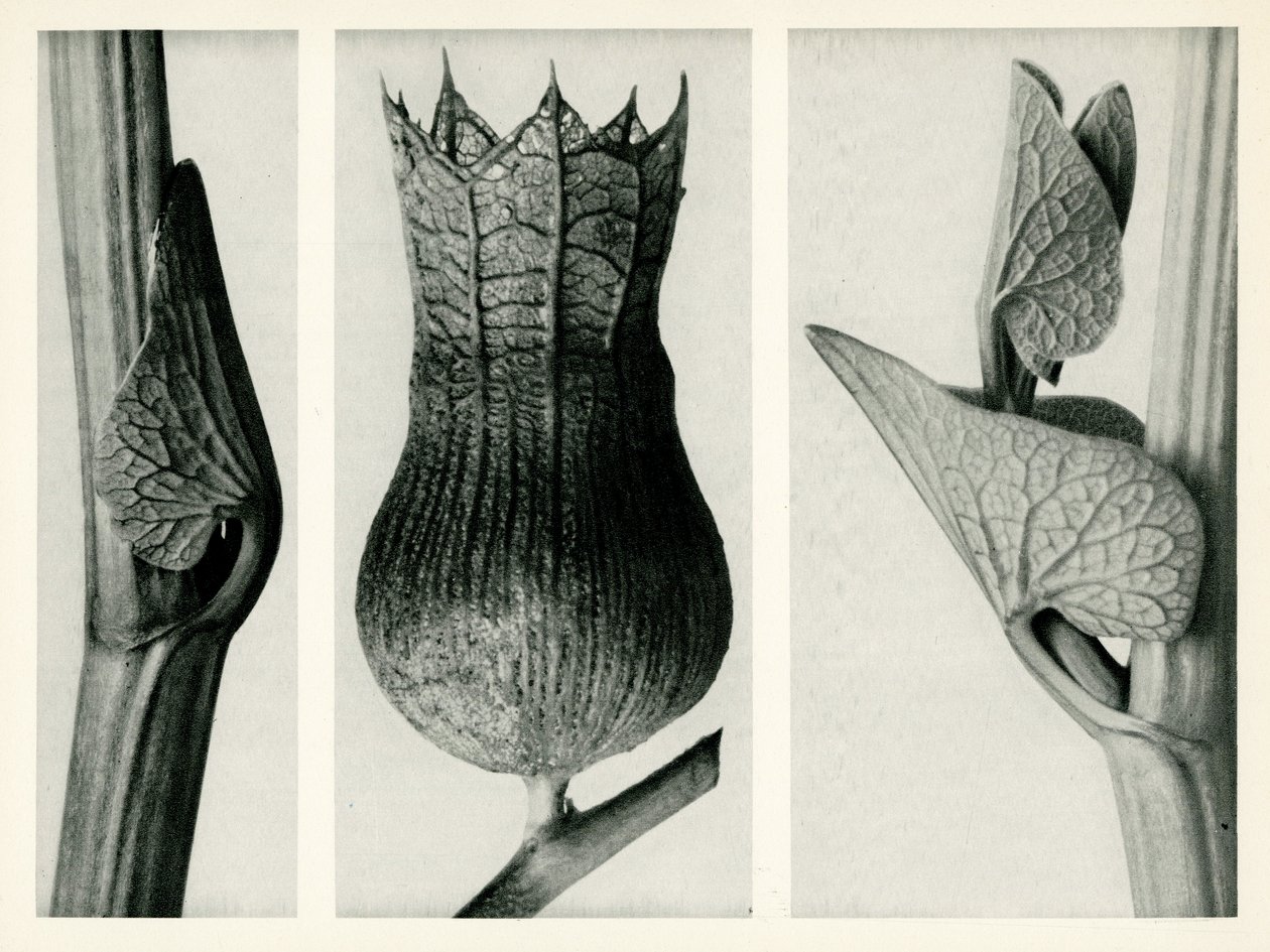 Aristolochia Clematitis. 1929 (fotogravure) af Karl Blossfeldt