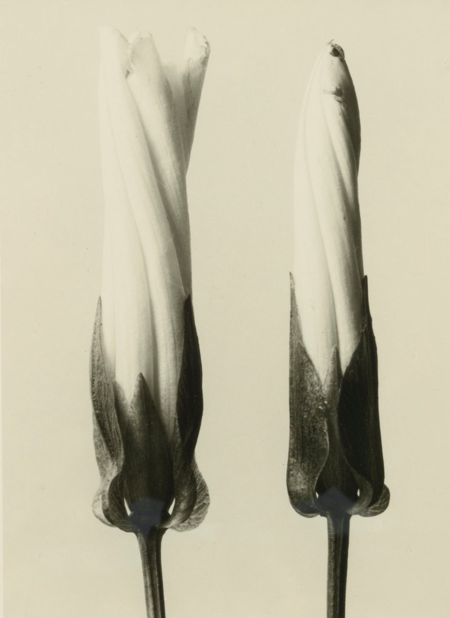 Calystegia sepium, 1929 (fotogravure) af Karl Blossfeldt