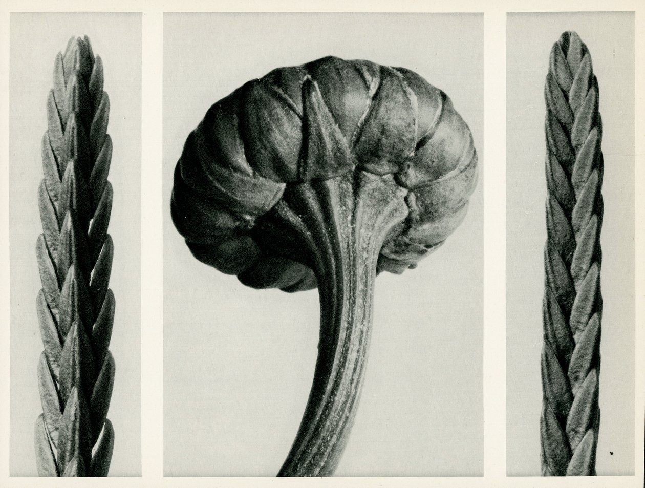 Cassiope Tetragona. 1929 (fotografering) af Karl Blossfeldt