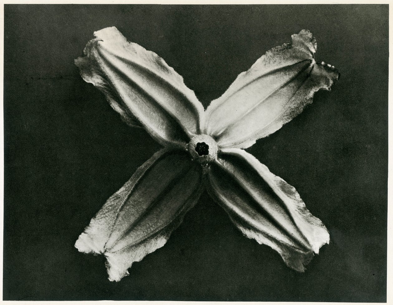 Clematis Integrifolia, 1929 (fotogravure) af Karl Blossfeldt