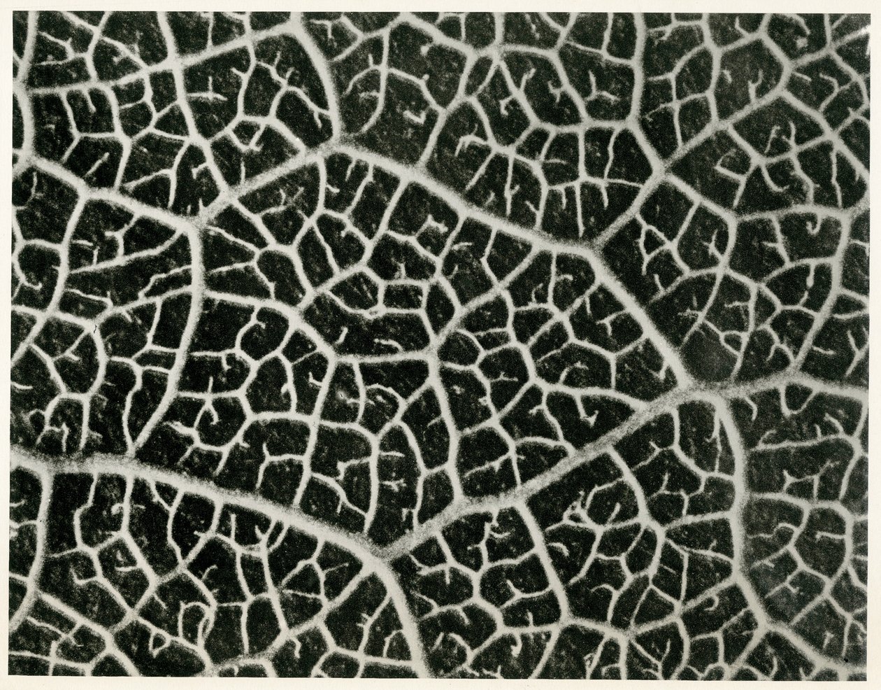 Columbia Blatt. 1929 (fotogravure) af Karl Blossfeldt