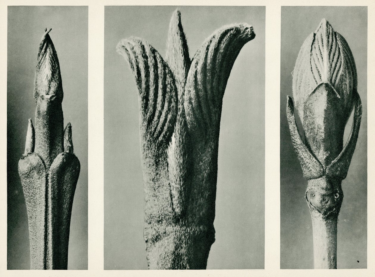 Cornus Brachypoda. 1929 (fotogravure) af Karl Blossfeldt