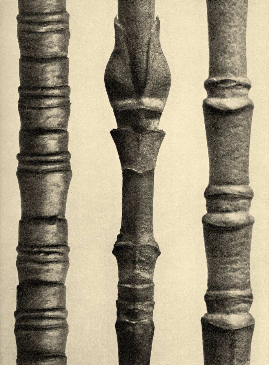 Cornus Nuttallii 1929 (fotogravure) af Karl Blossfeldt