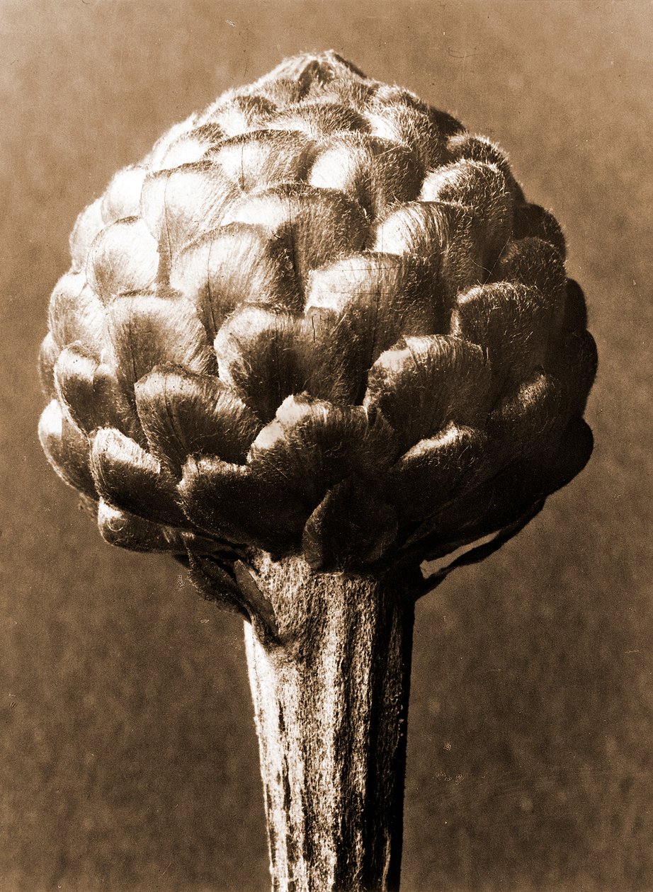 Cynara cardunculus 1929 (fotogravure) af Karl Blossfeldt